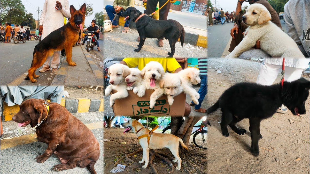 Dogs Ki Mandi, Lahore 20 OCT | Tollinton Market Lahore | Exploring with YASIR | Special Dogs Market