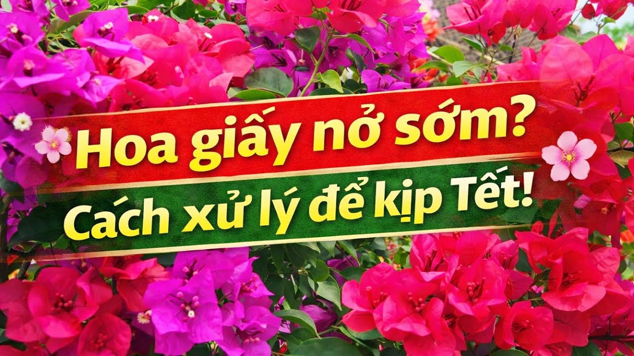 Hoa Giấy Nở Sớm - Cách Xử Lý Nở Đúng Tết