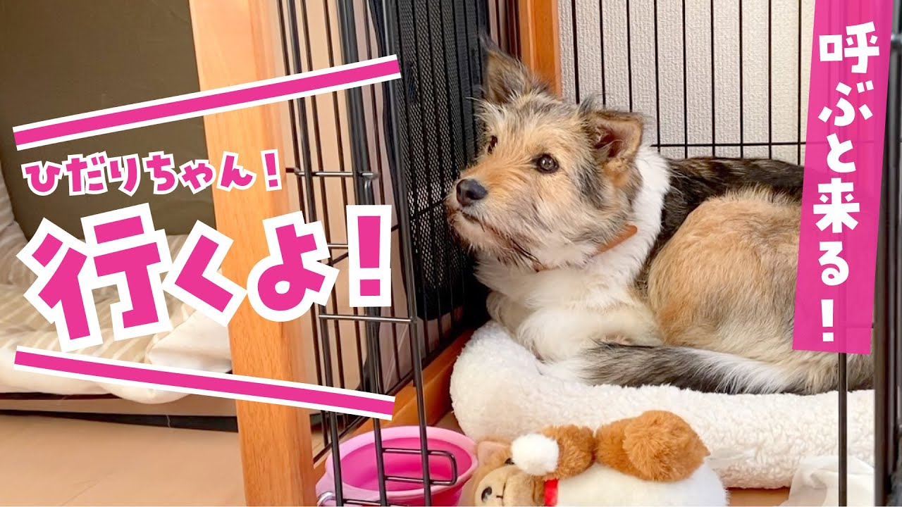 子犬を呼ぶと来てくれるようになりました！【うちのこ4日目元野犬】