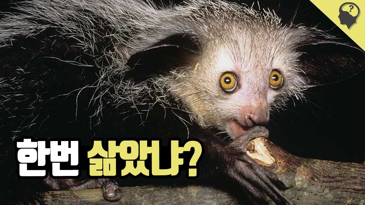 죽음을 불러오는 짐승 '아이아이' 이야기