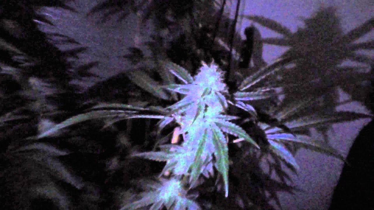 blue pit pheno hunt teaser