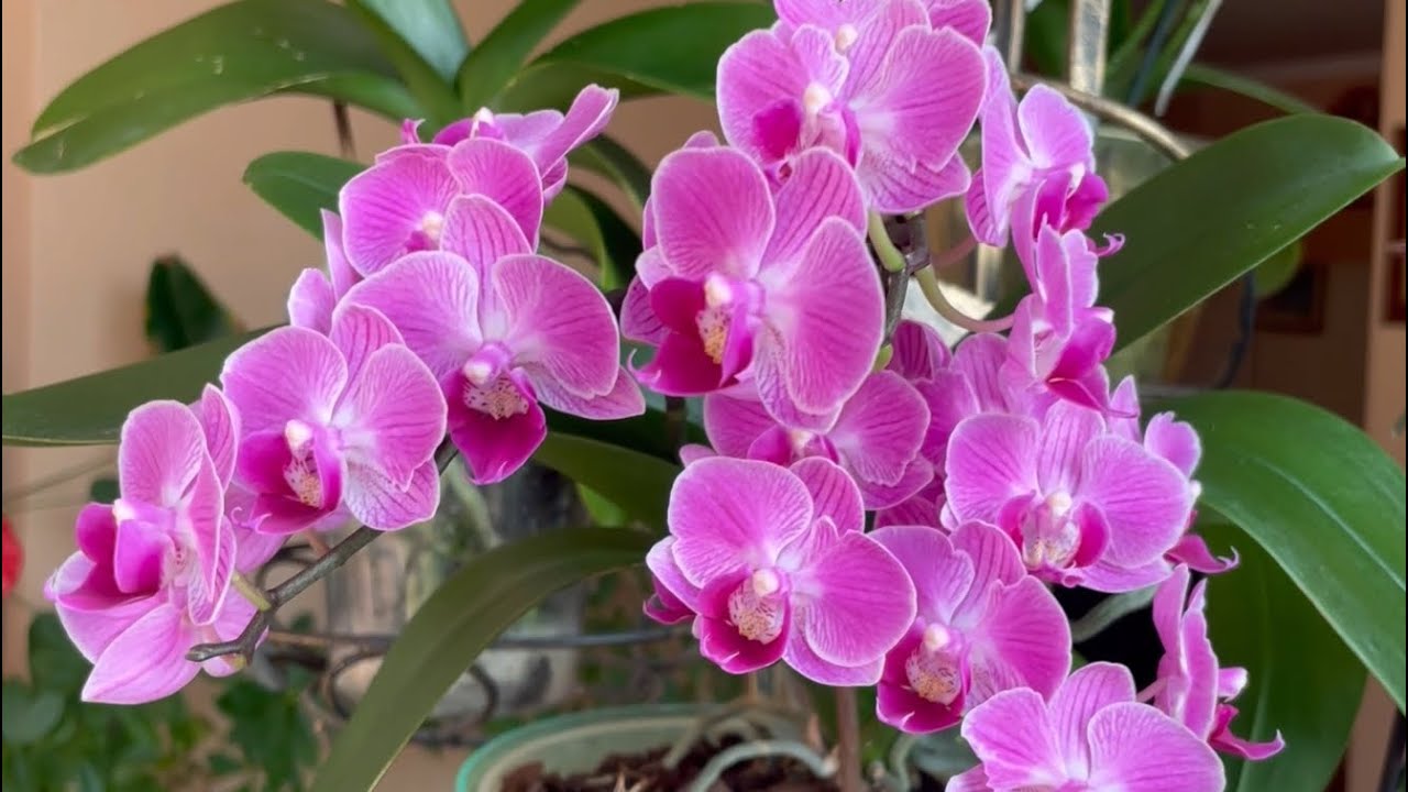 Просто релакс 🌺🌿🌺