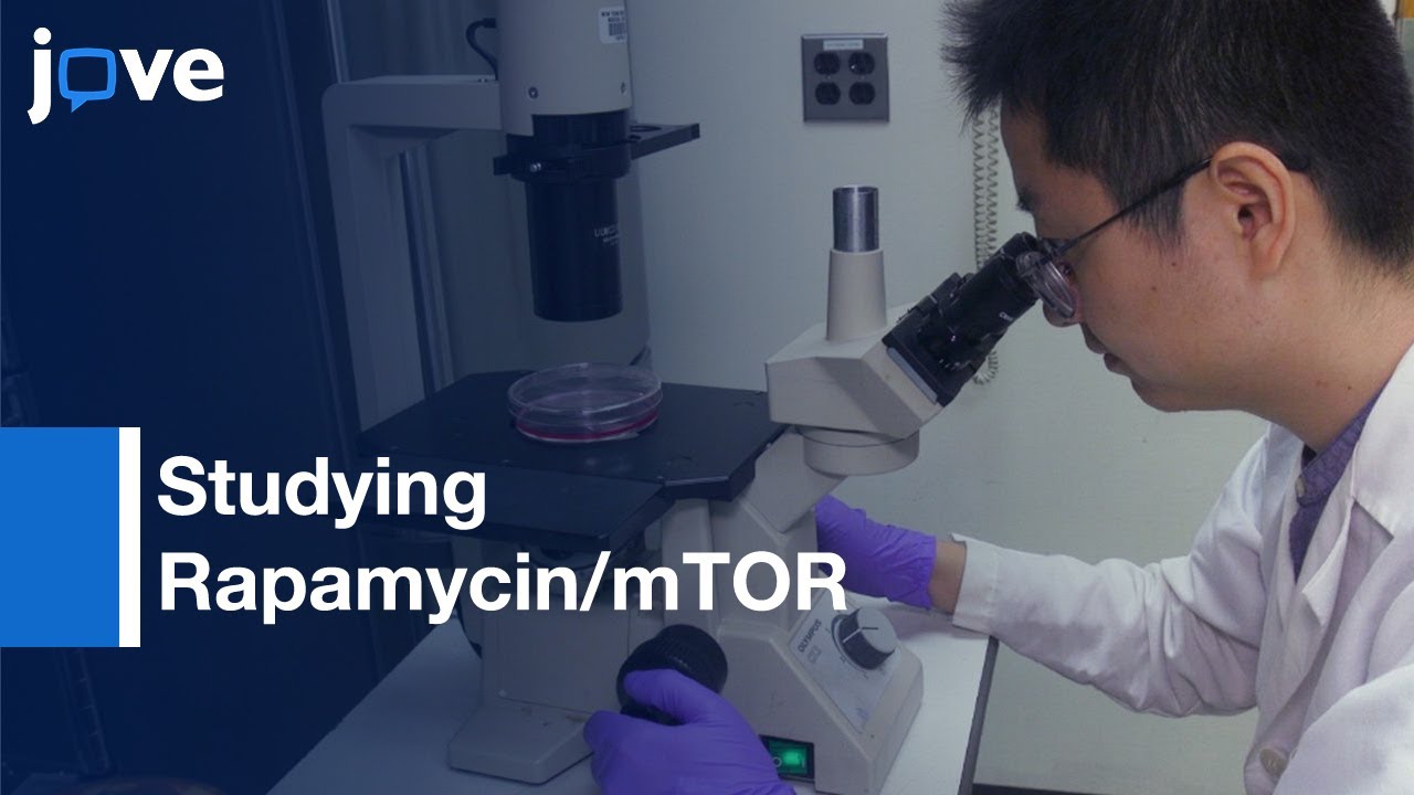 DARTS Assay For Studying Rapamycin/mTOR Interaction-Preview