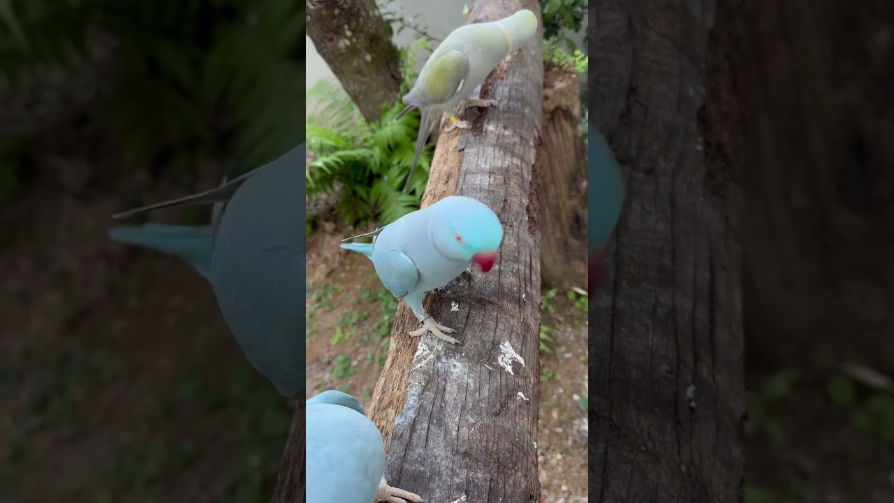 Ring neck falando #ringneck #bird #animais