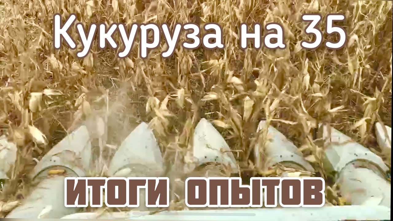 Итоги опытов на кукурузе