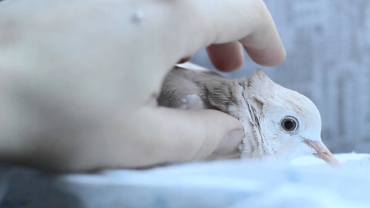 Смеющаяся египетская горлица