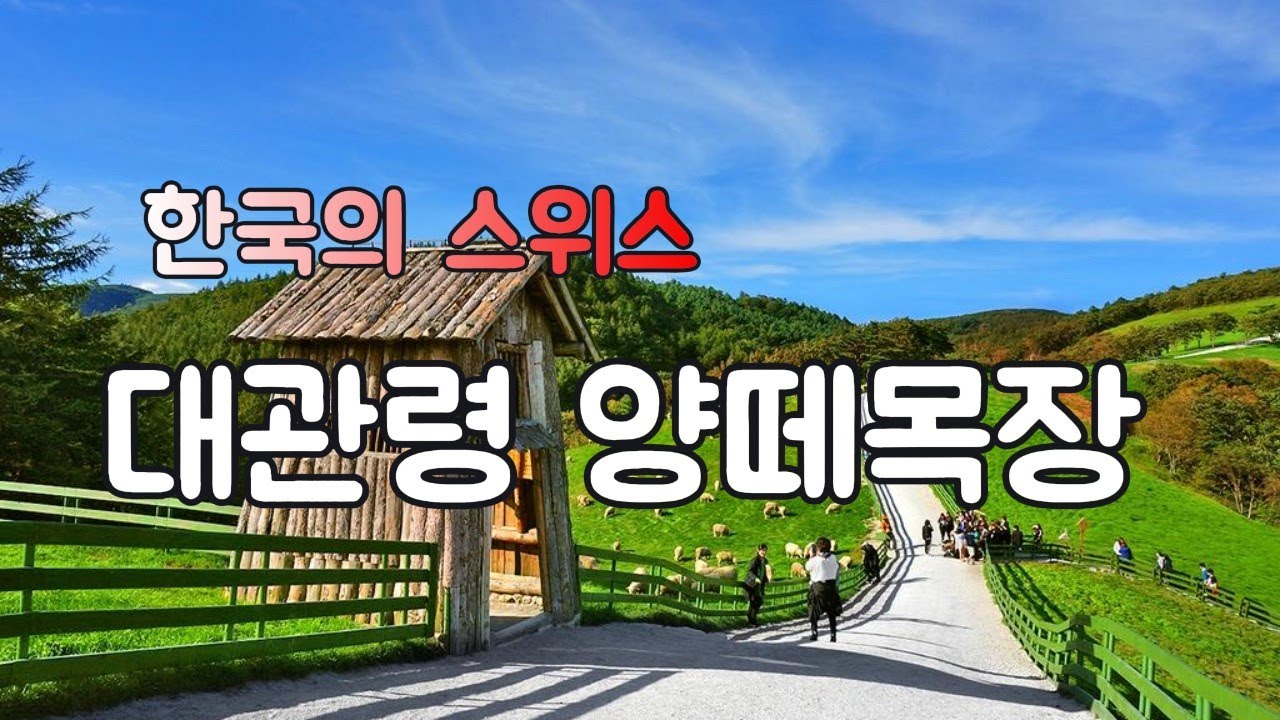 대한민국의 스위스, 대관령 양떼목장 | 사계절 아름다운 강원도 평창 여행