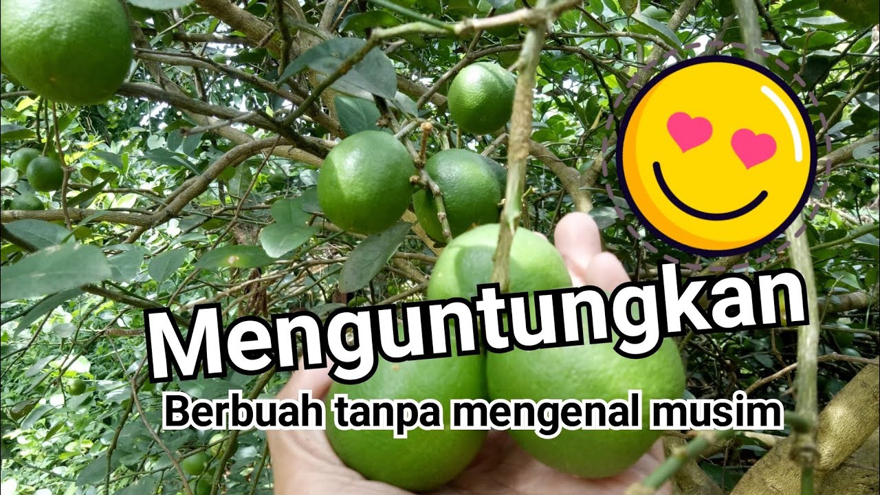 Usaha Agrobisnis berkebun Jeruk Nipis | Panen buah jeruk | Petik Buah Jeruk