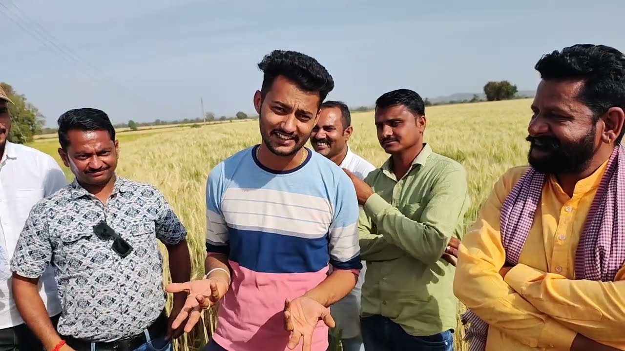 HD 3385 , HI 1650 ओर DBW 377 का फील्ड विजिट कृषि सलाहकार @LPatel के खेत पर