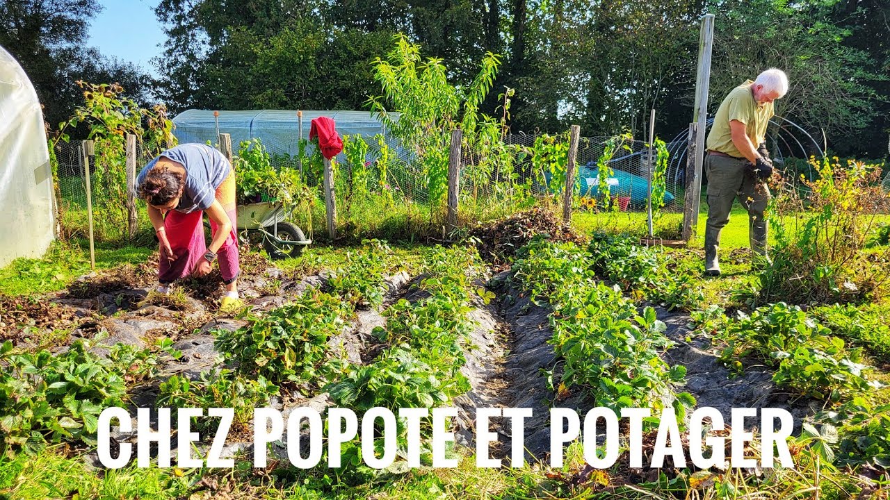 COMMENT REUSSIR SES FRAISIERS ? TRAVAIL D'AUTOMNE