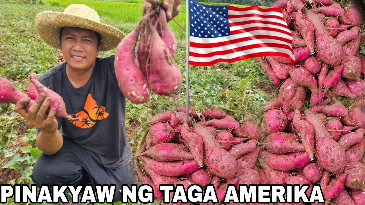 Jackpot sa daming laman..Mga kamote na hinukay pinakyaw ng taga America
