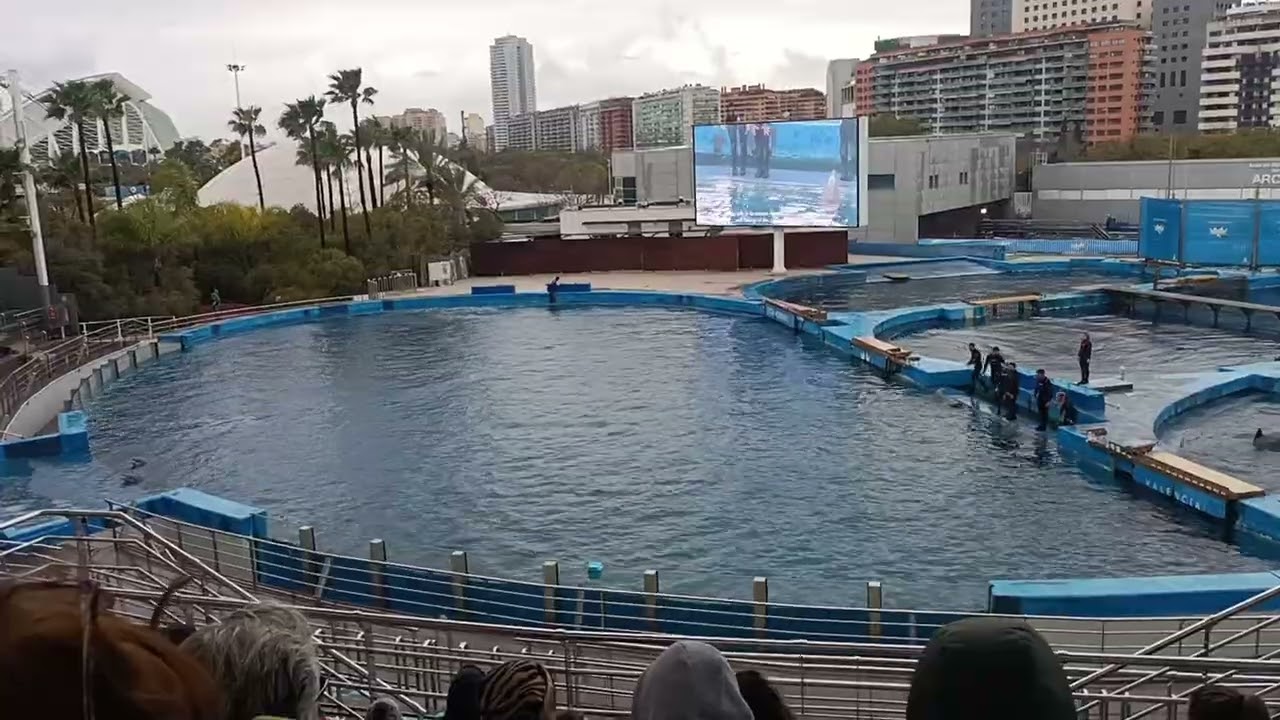 L'Oceanogràfic - pokaz delfinów