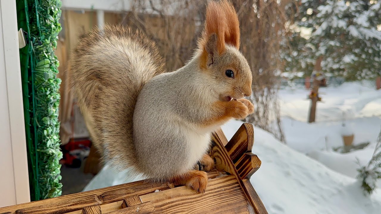 Two squirrels scared each other. Две белки испугались друг друга.
