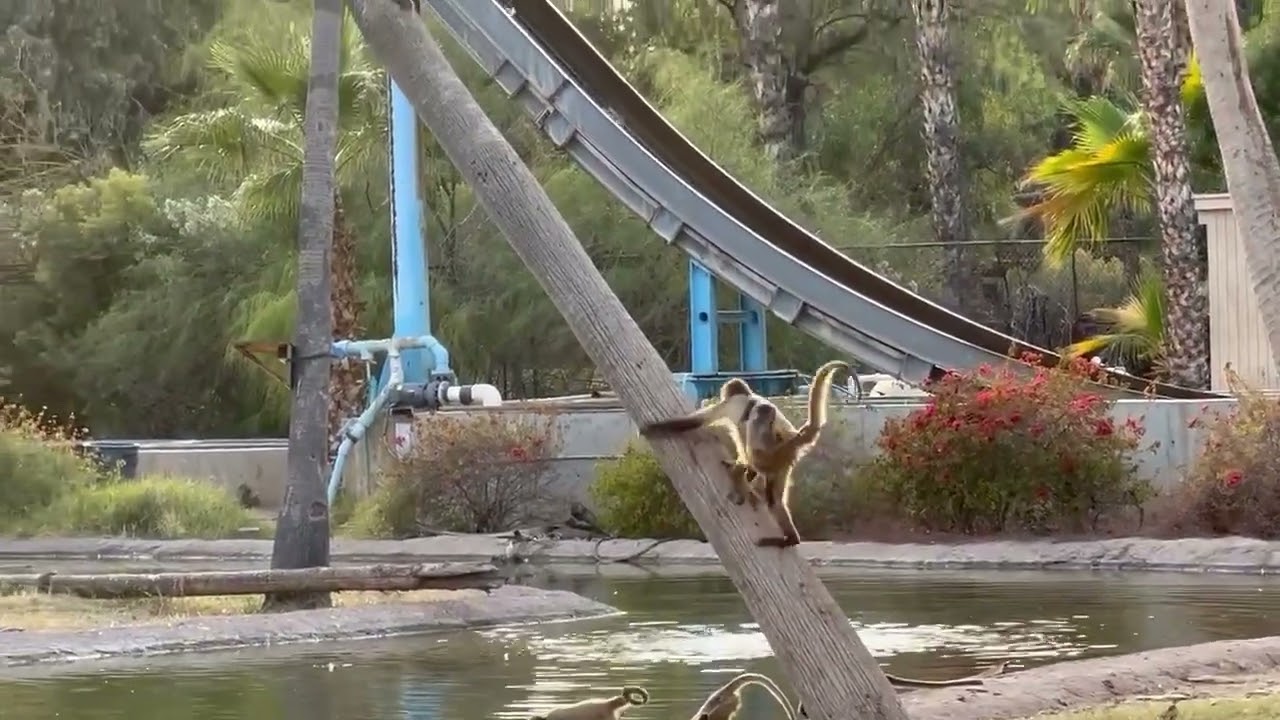 Baby Monkey Climbs Another Monkey's Back to Reach Tree Top - 1387713