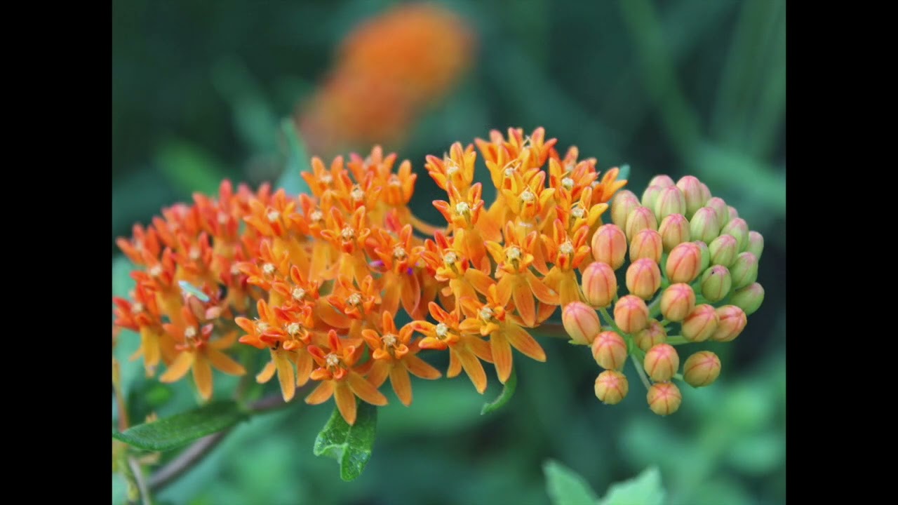 Perelandra's Spectacular Early Summer Garden Show