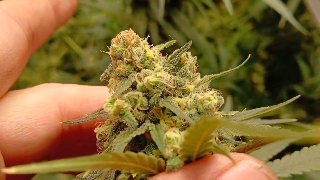 Week 7 of flower Sunset Sherbert By ILGM Grown By @Dawgnite