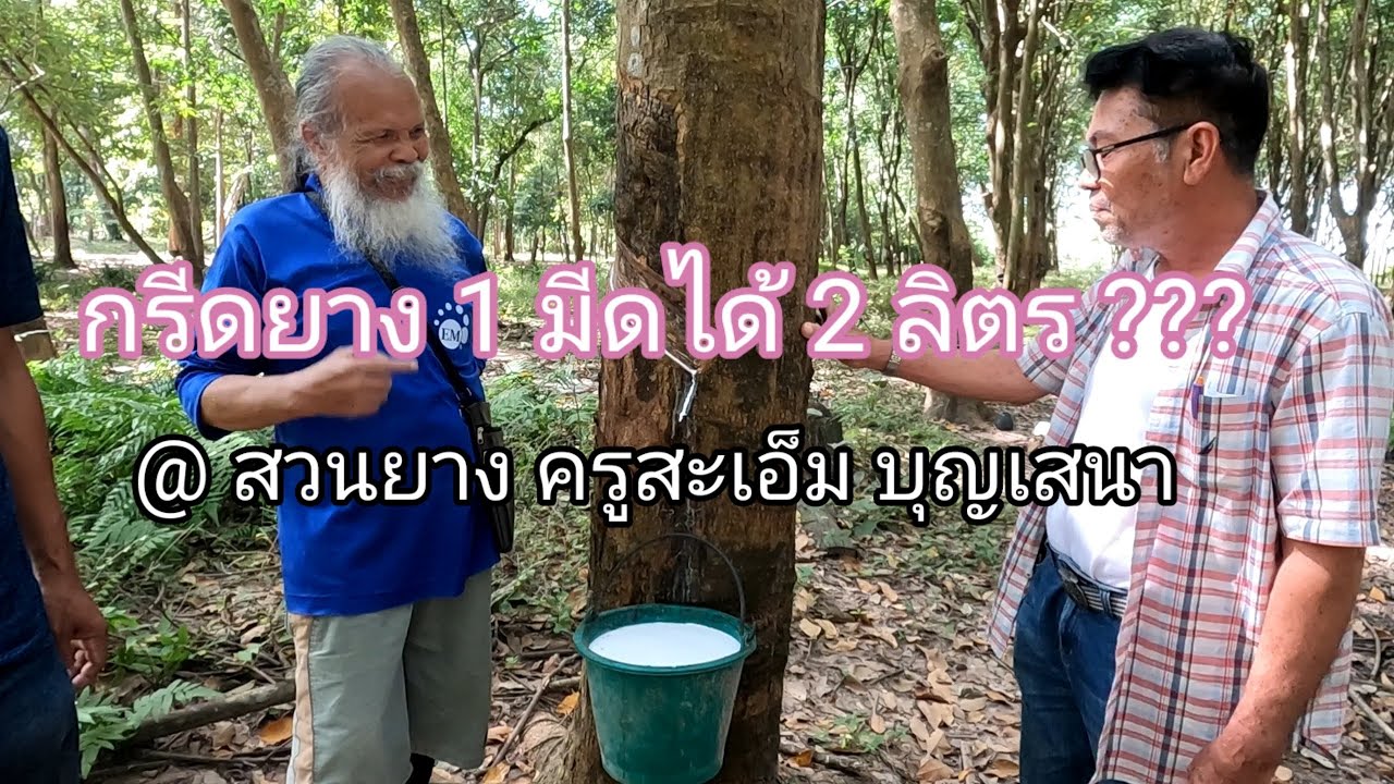 สวนยางEP.30 แวะมาชมสวนครู สะเอ็ม บุญเสนา