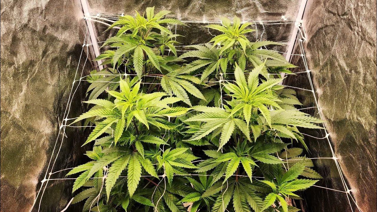 Skywalker OG number 2 clones at flower week 1 day 3 🪴