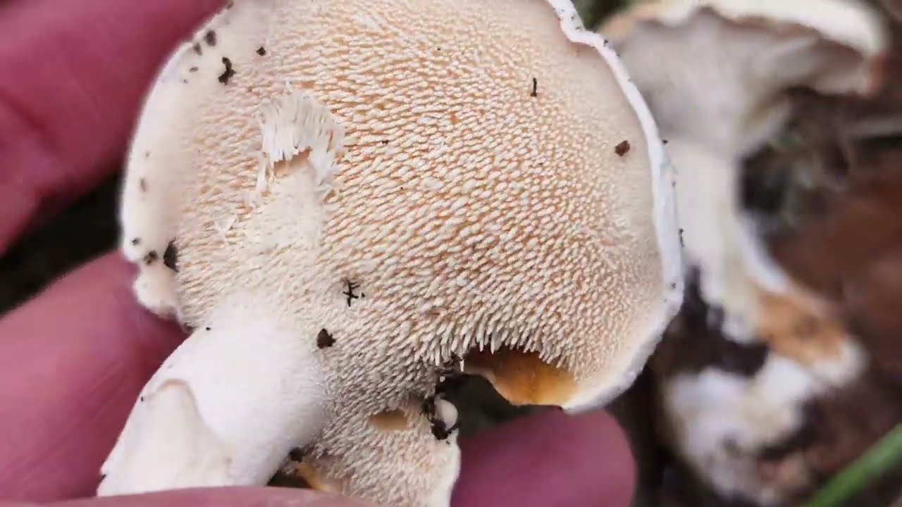 Lengua de vaca blanca. Hydnum albidum. identificación