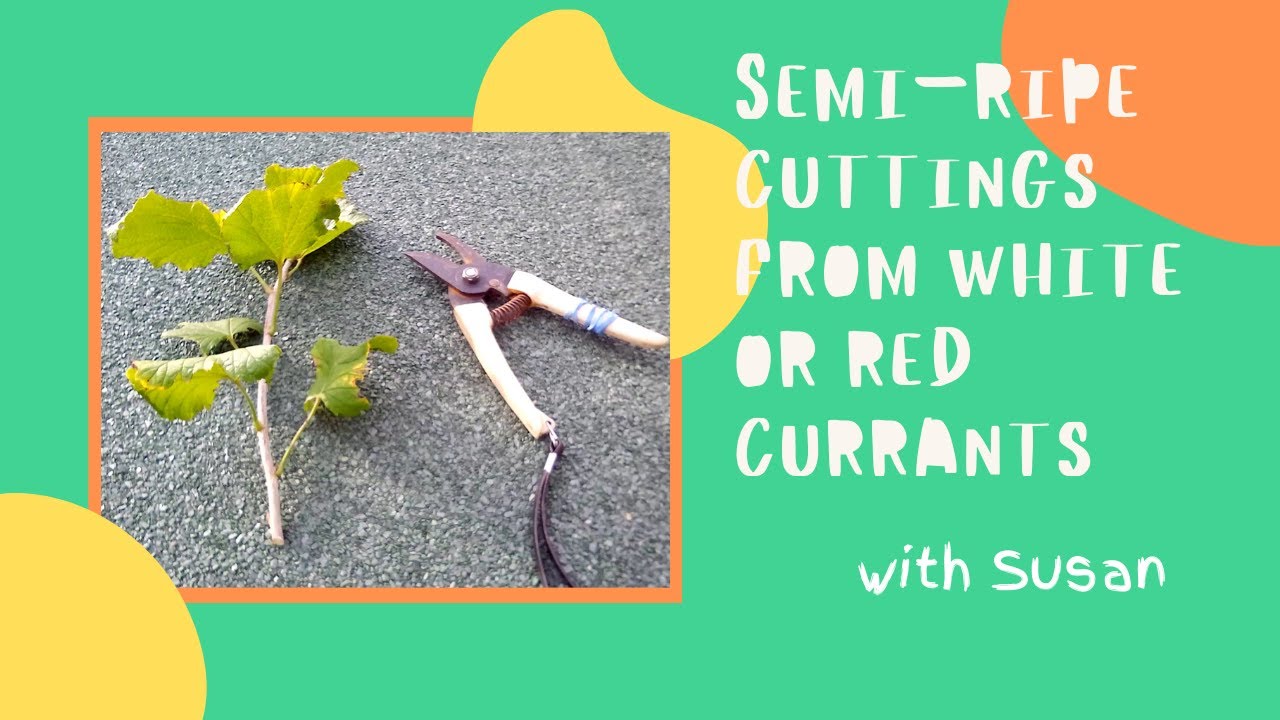 Semi-Ripe Cuttings From Red and White Currants | Gardening with Propagate