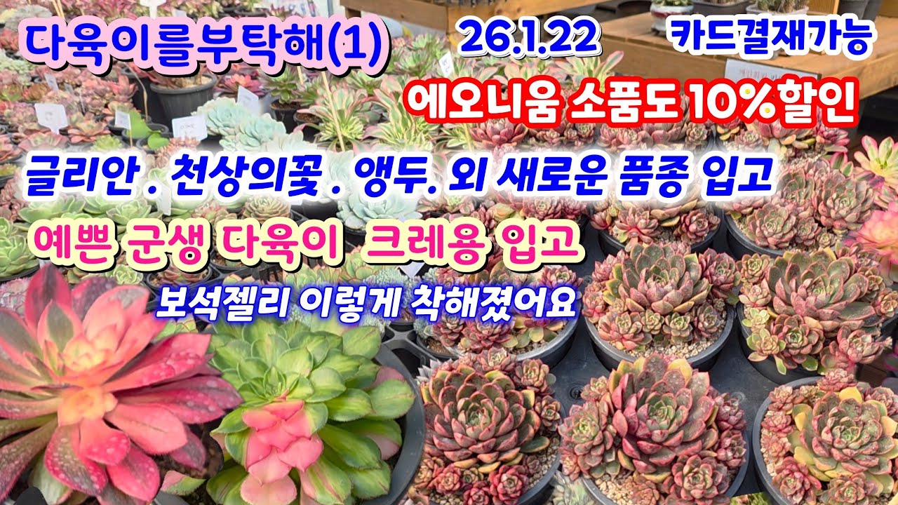 다육이를부탁해(1) 예쁜 다육이 크레용 입고 작은 에오니움 다른 종류 입고 1만원 ~ 앵두