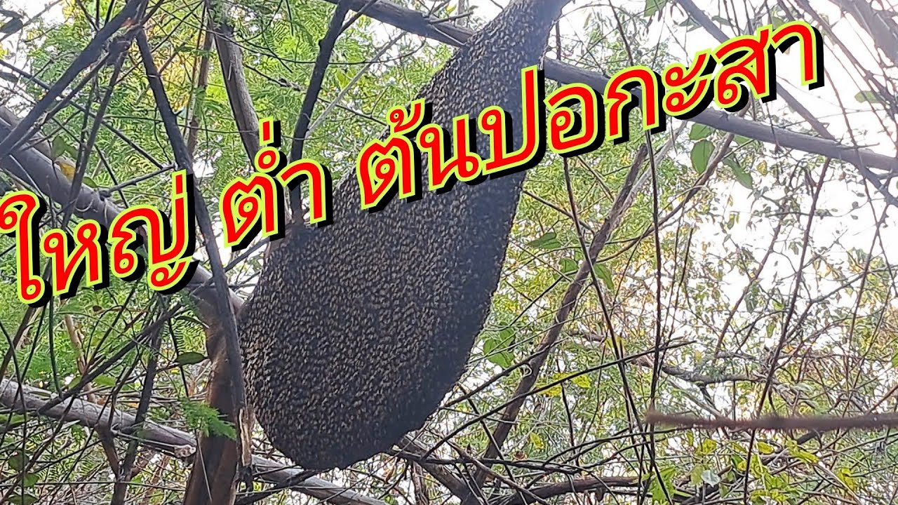 รังใหญ่ๆเพื่อนมาสอยไข่มดแดงเจอผึ้ง@หมาย น้ำผึ้งป่า