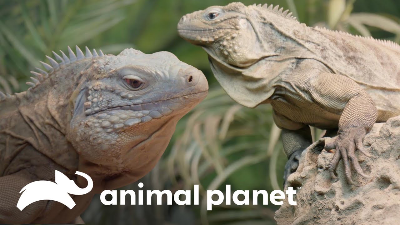 Salvando a la Iguana azul de la extinción | El Zoológico del Bronx | Animal Planet