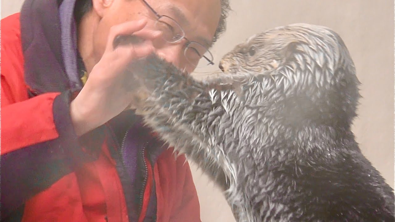 ラッコ　メイちゃんとキラちゃん　上手くできたらタッチします【鳥羽水族館】Sea otter Mei-chan Kira-chan Toba Aquarium