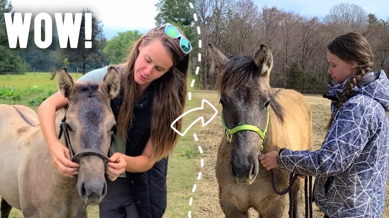 *Surprise* Foal is 9 Months Old..and NOT Weaned Yet?