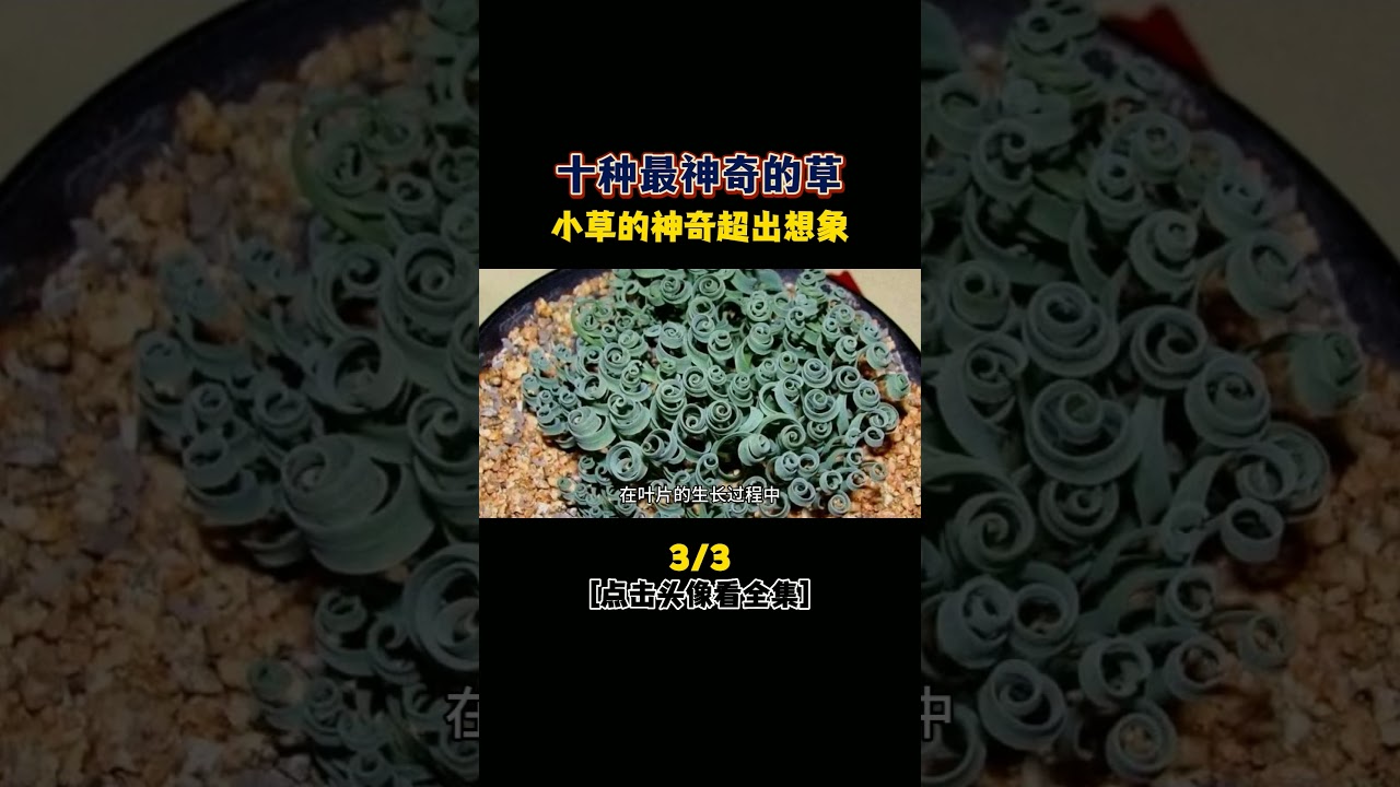 十種最神奇的草之彈簧草。 #世界之最 #科普 #奇趣 #彈簧草#奇怪的草本植物