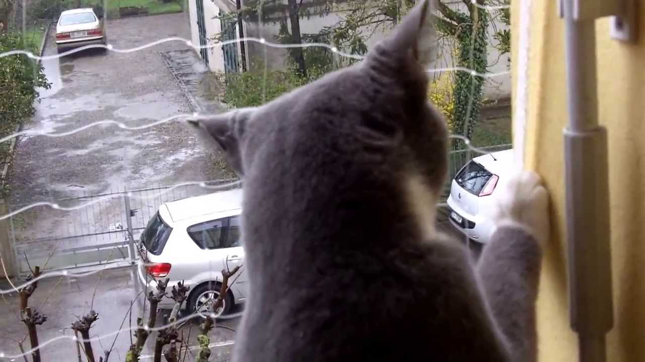 Gattini in sicurezza: la rete protettiva sul balcone 1