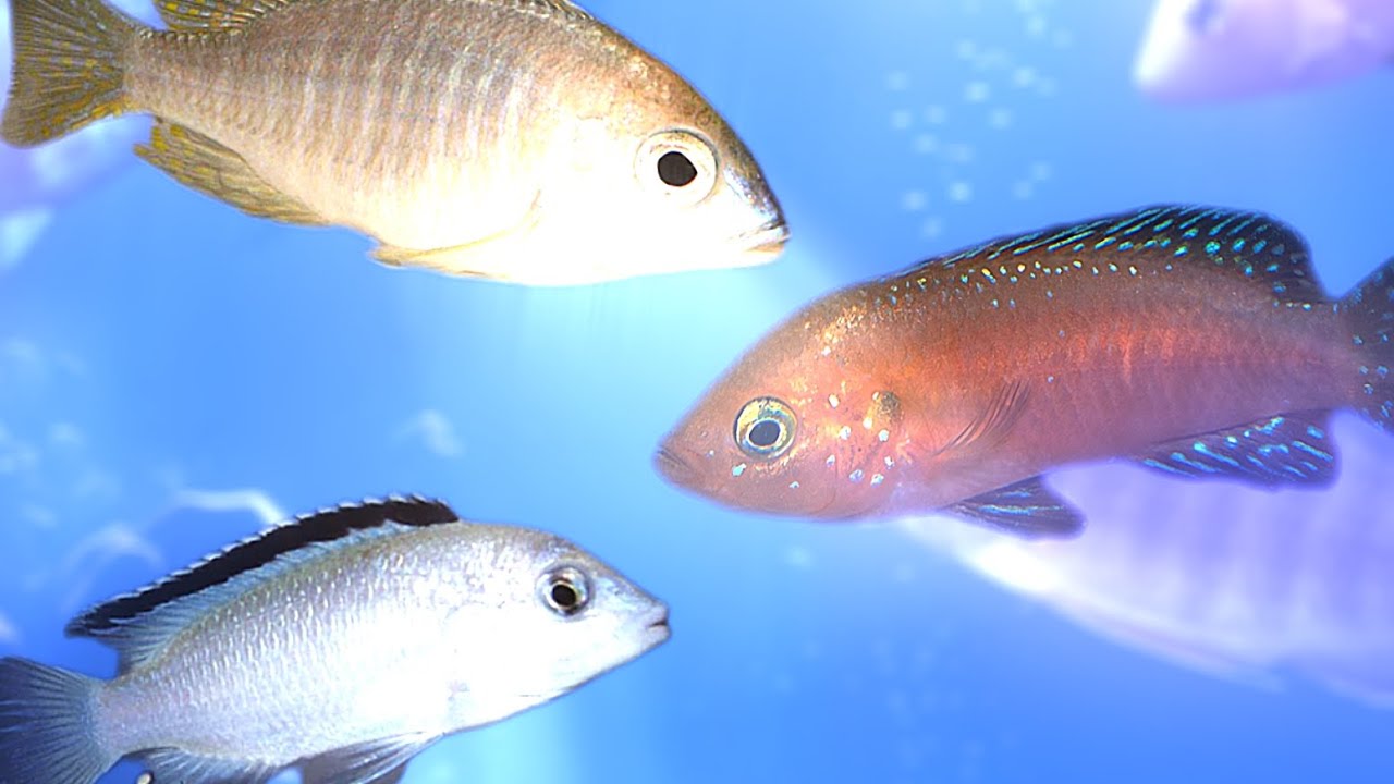 Kungälvs Akvarium Fredagsklippet V36 (nya fiskar inne i butiken) 