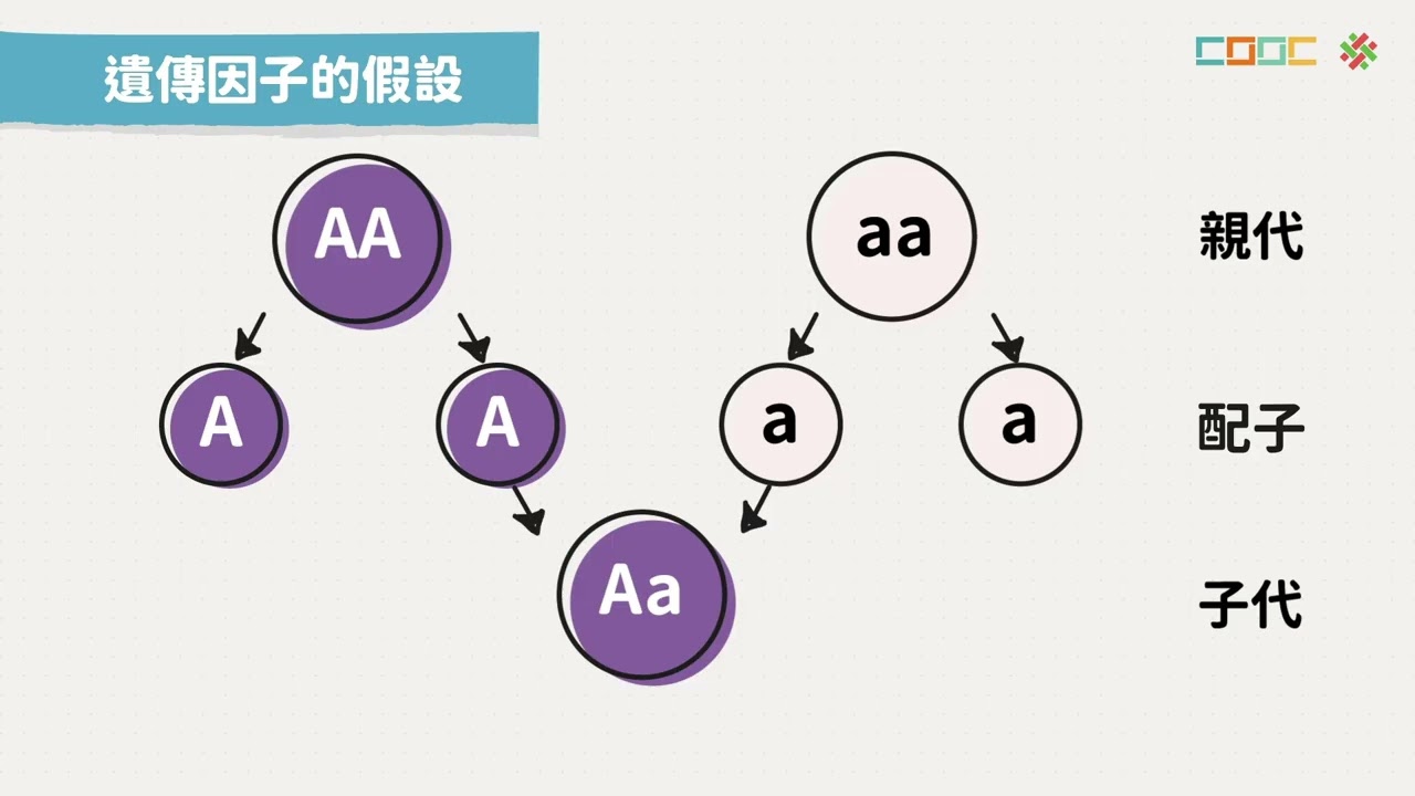 【觀念】孟德爾的遺傳法則：雙性狀雜交實驗