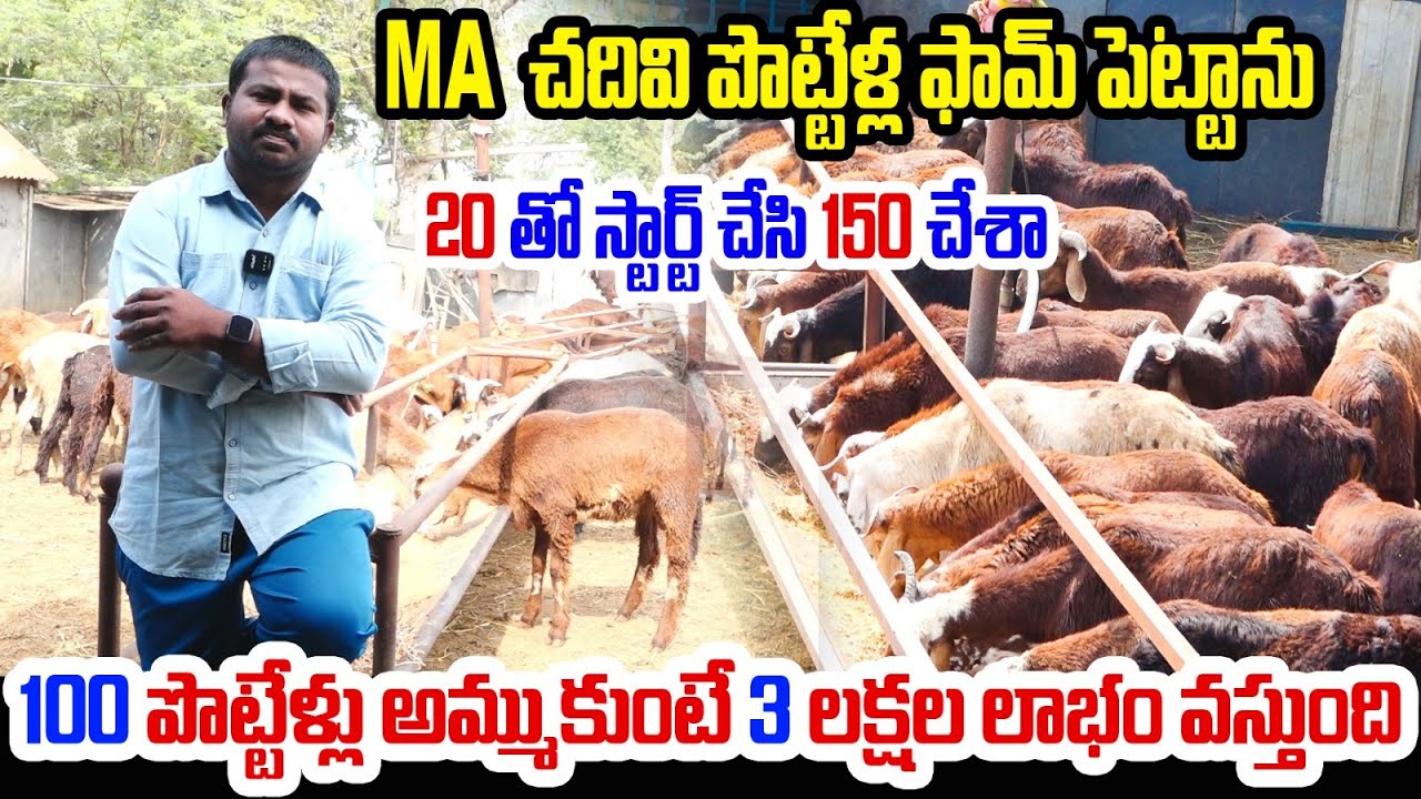 MA చదివి పొట్టేలు ఫామ్ పెట్టా 3 లక్షల పైన ఆదాయం | Sheep Farming | Raithe Raju