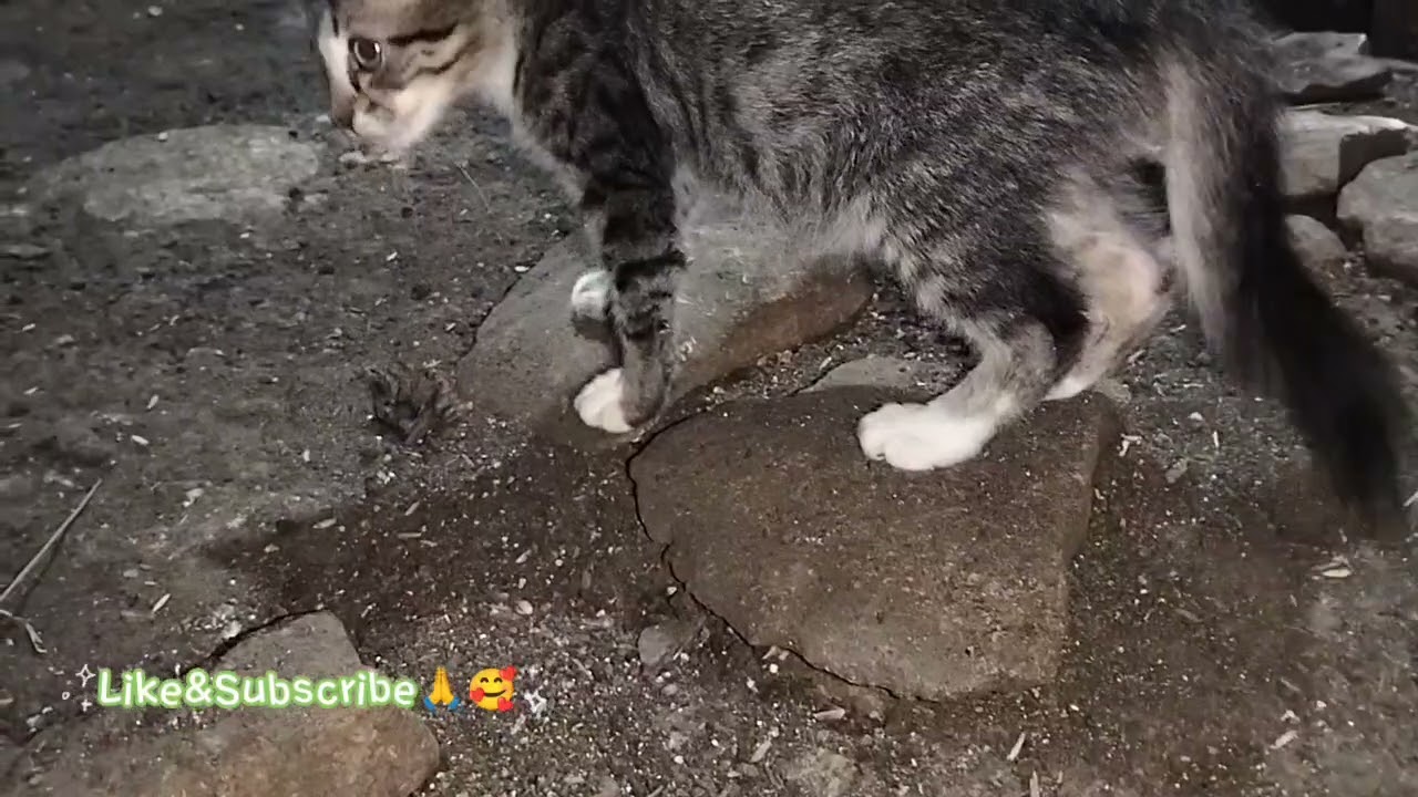 #cat_cute #cat Pushie funny moment🥰