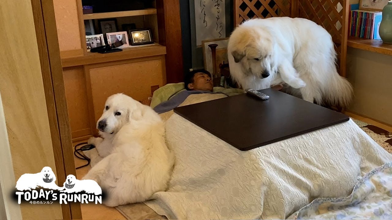 ルンルンとアランとお父さんとこたつ　Great Pyrenees　グレートピレニーズ