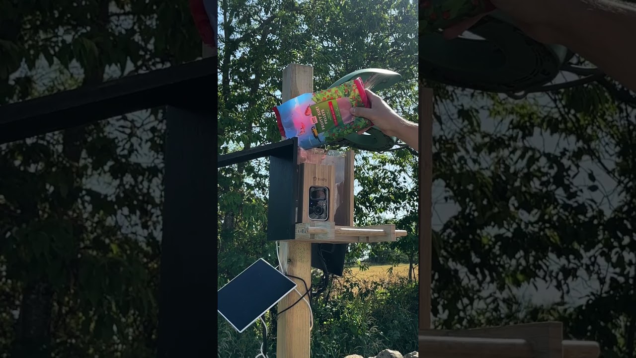 Tending To My Garden Birds After Feeding My Pet Seagull...