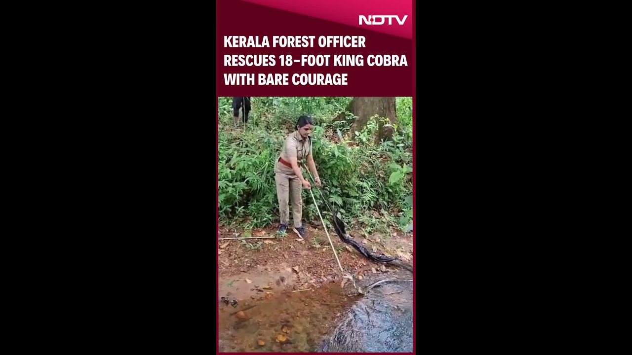 Kerala News | Kerala Woman Forest Officer Rescues Her First King Cobra In 6 Minutes