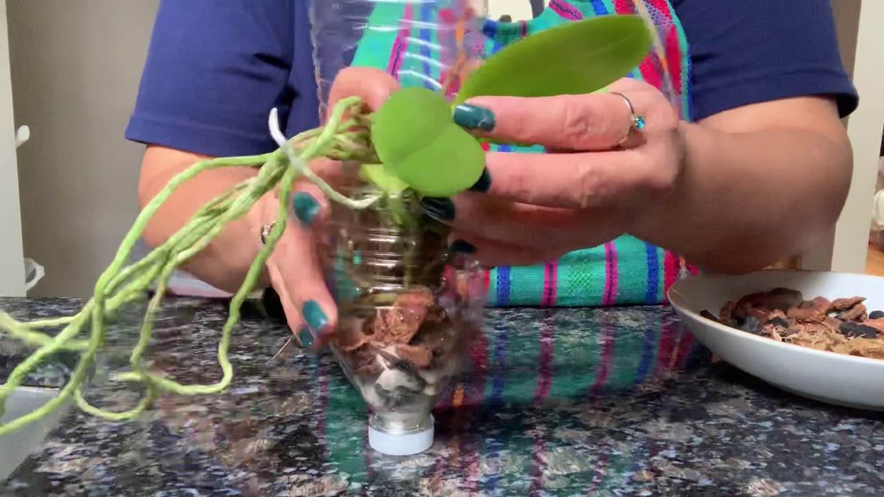 #01 cambio de sustrato a orquídeas minis en botella de plástico