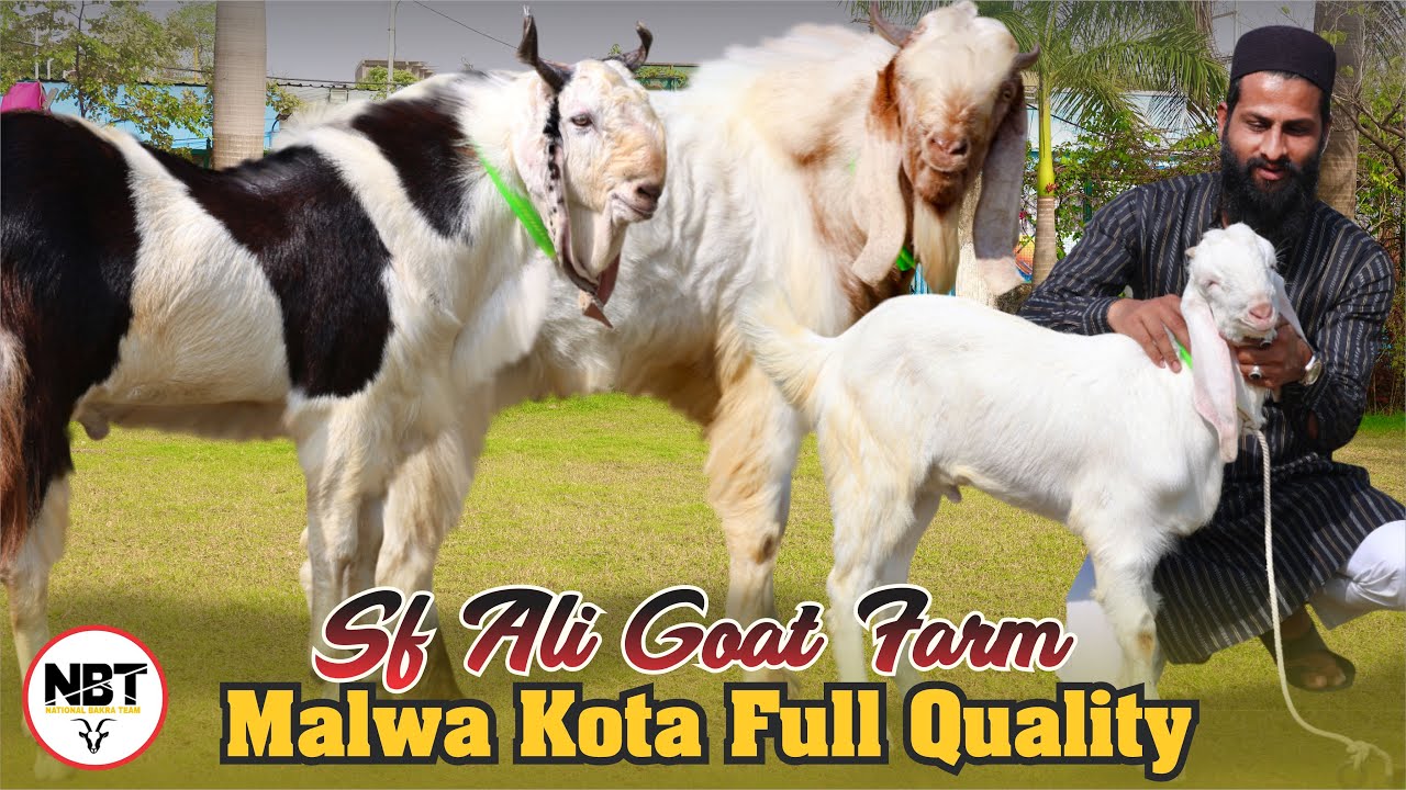 Malwa Kota Full Quality At SF Ali Goat Farm