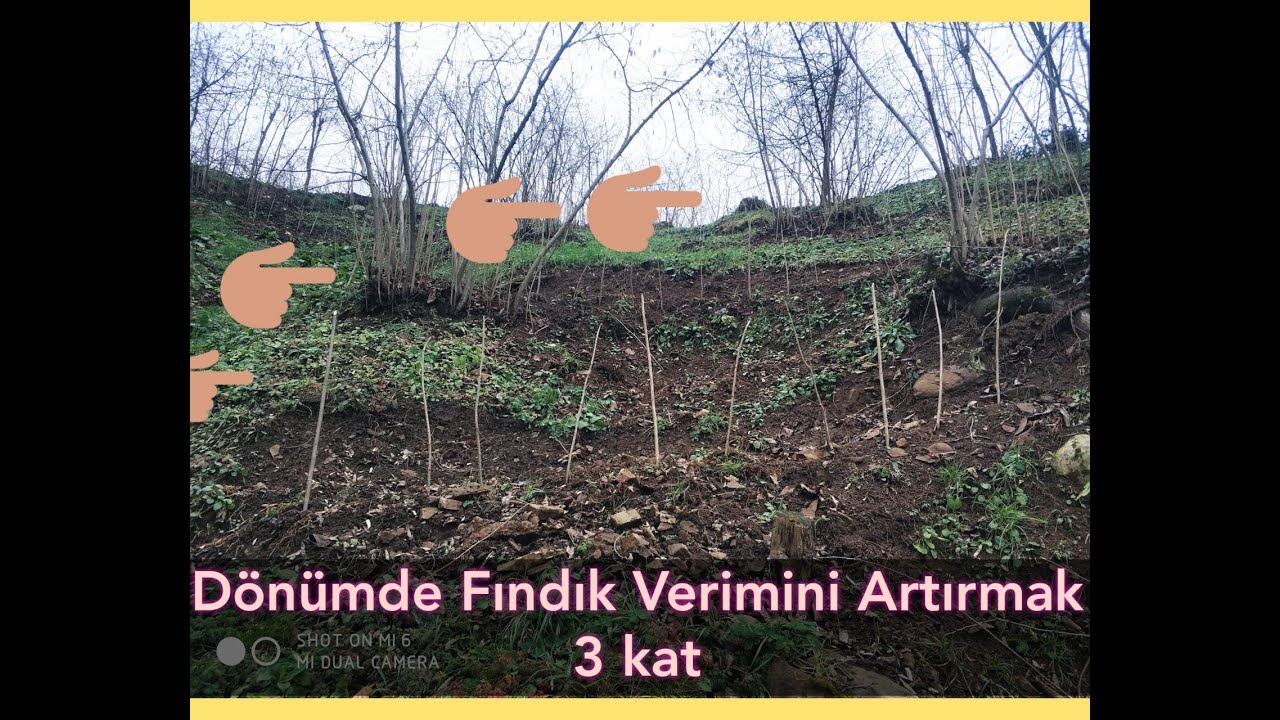 Dönüm başına fındık rekolteni 3 katını alma yolu izleyin.