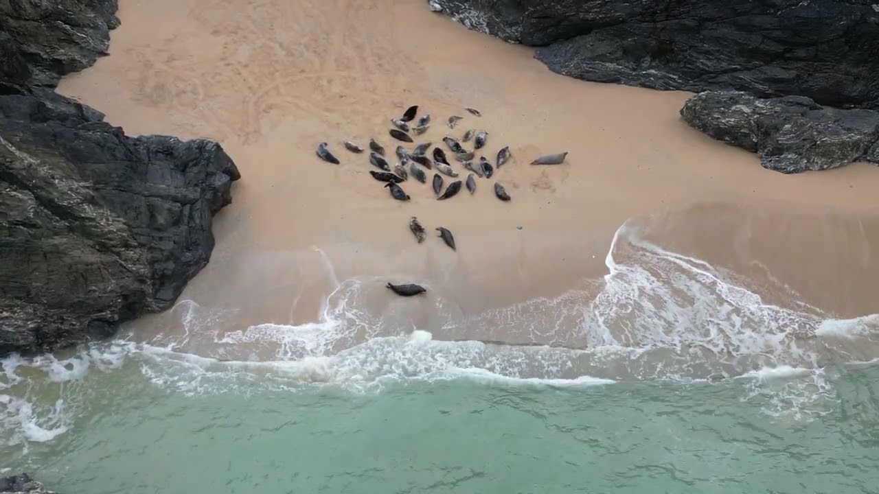 Seals