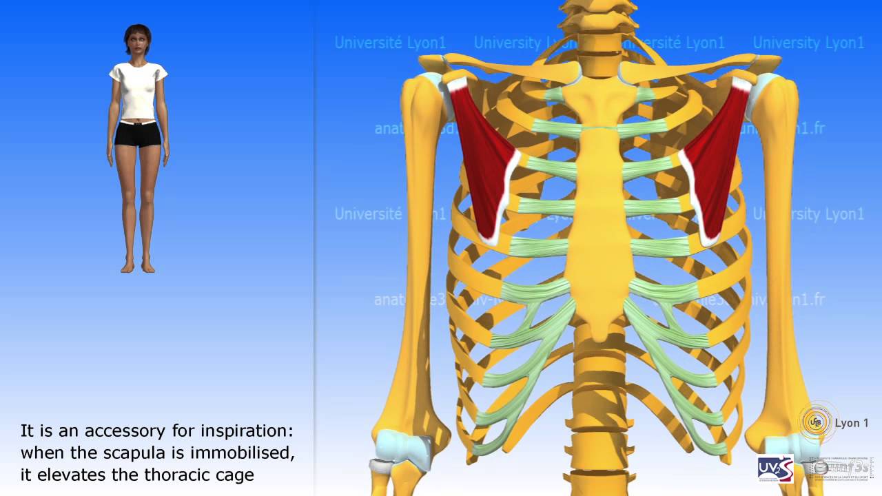 The pectoralis minor