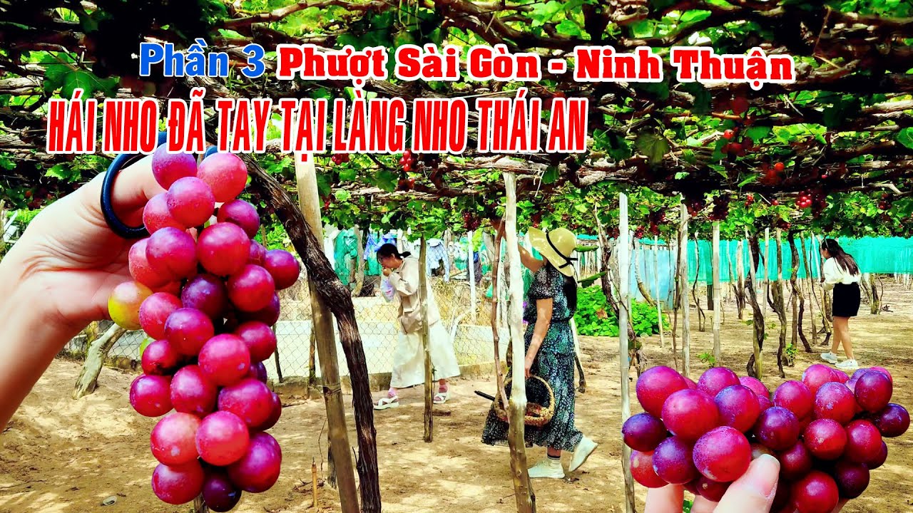 Phượt Bụi Ninh Thuận – Phần 3 | Vườn Nho Thái An & Trở Về Sài Gòn Qua Biển Cà Ná