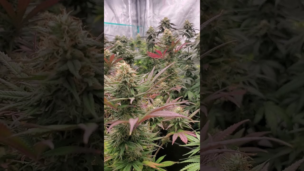 Skywalker OG, OG Kush, Tangie and Styckles grow update #5