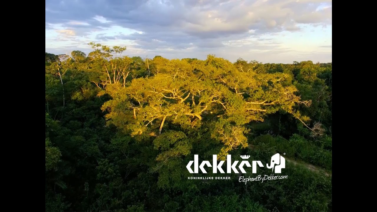 2016 Dekker Hout