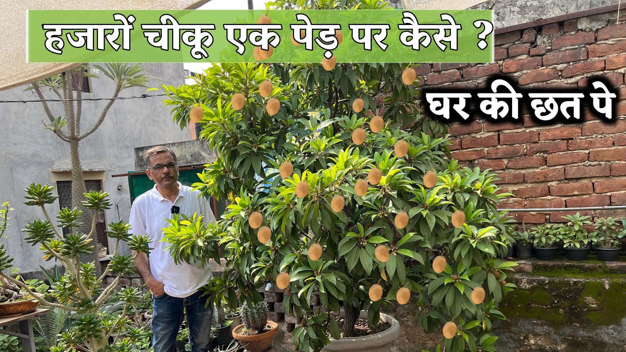 इस जादुई उपाय से चीकू के पौधे में लगेंगे अनगिनत फूल और फल Chikoo Plant