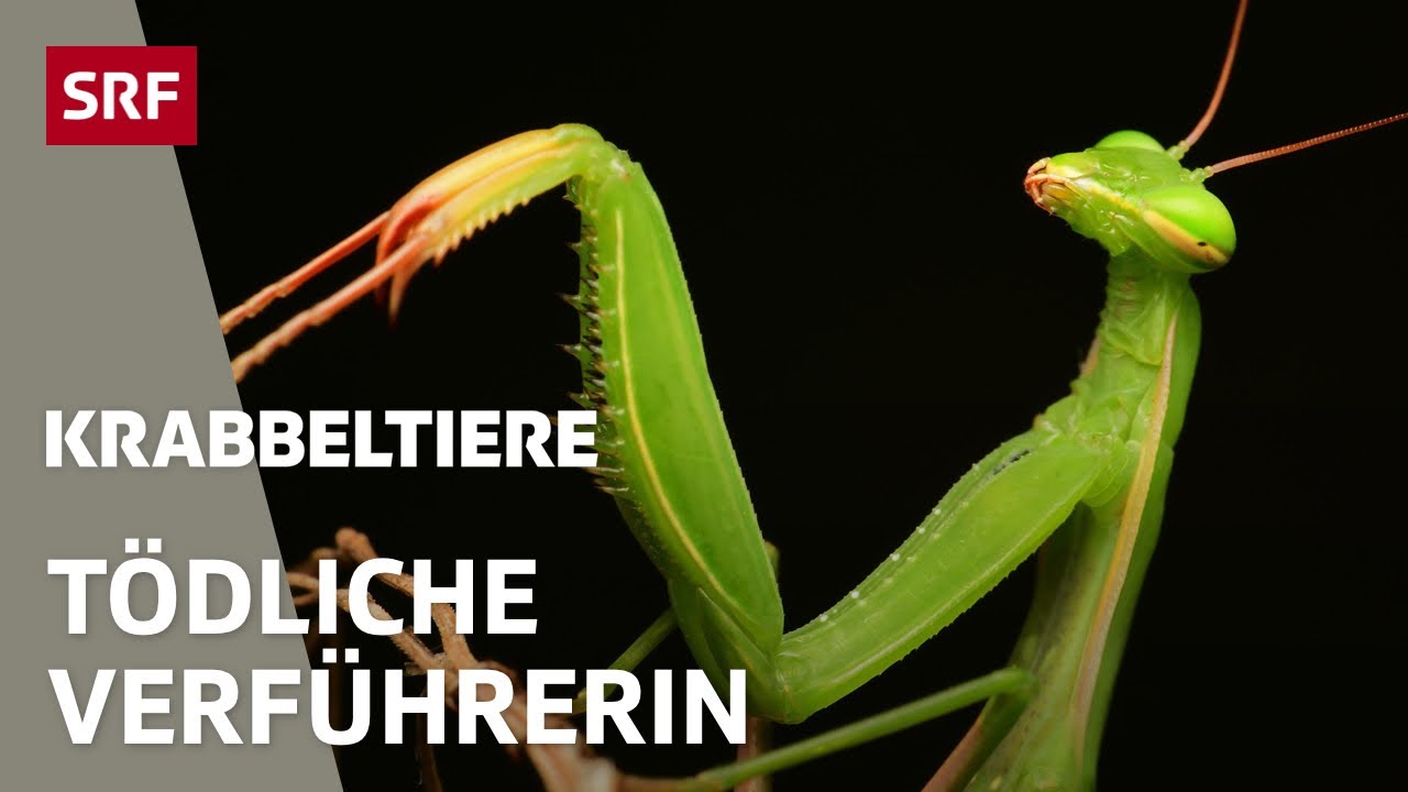 Bizarre Sexpraktiken: So absurd kann das Liebesleben von Insekten sein | Krabbeltiere | SRF Wissen