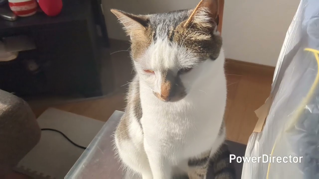 光合成のニャア