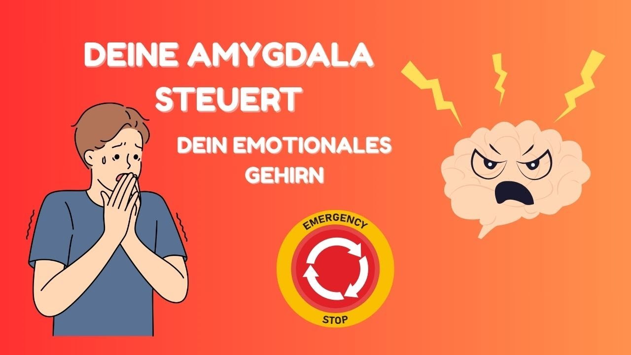 So funktioniert dein emotionales Gehirn: limbisches System und Amygdala erklärt